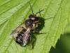 Megachile sp.